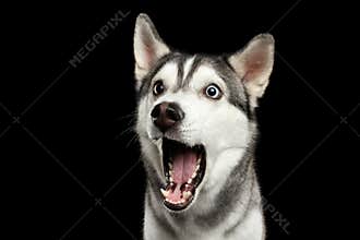 Siberian Husky Dog on Black Background