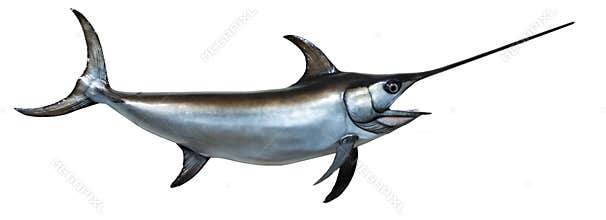 Mounted Swordfish