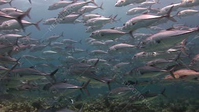 Mackerel tuna trevallies school of fish underwater in search of food in sea.