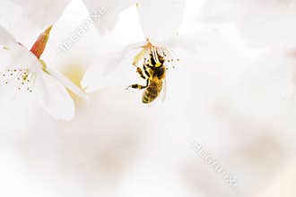 Bee and blossoming of the trees