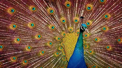 Peacock Moving Around