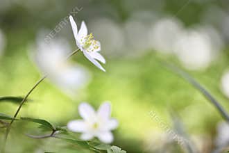 Wild spring wild flowers, wood nemone nemorosa