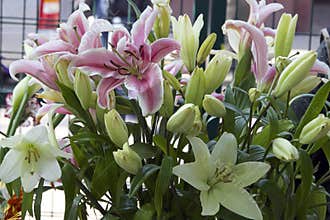 Nice lilys