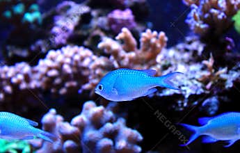 Blue Chromis swimming in coral reef aquarium