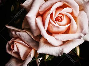 Two large pink roses