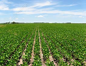 Soya crop