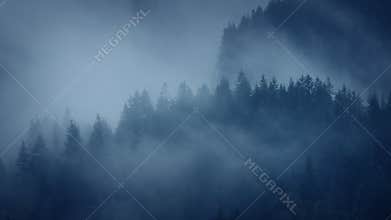 Moody Forest Landscape Shrouded In Mist