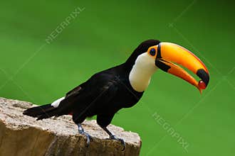 Toco Toucan Bird