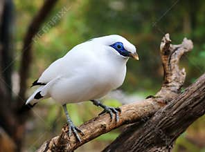 Bali Mynah