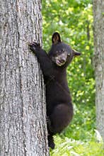 Black bear not sure how to climb down