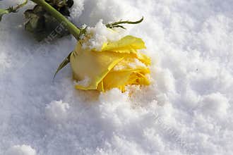 Yellow rose