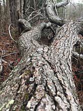 Fallen tree trunk