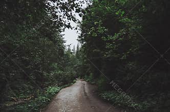 The road in the dark deciduous forest