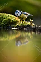 European Blue tit Cyanistes caeruleus drinking water