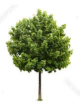 Isolated Maple tree