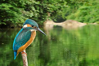Kingfisher Alcedo Atthis rain forest background