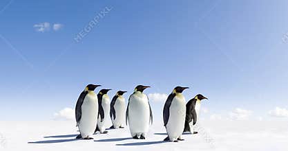 Penguins on icy landscape