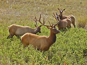 Four Elk