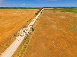 Aerial view of sheep on outback road