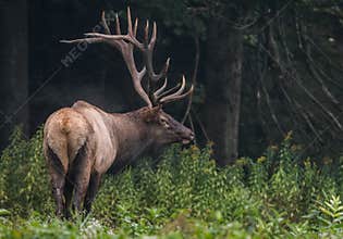 Elk