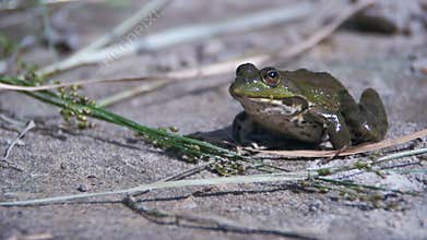Green frog sitting on a river bank and jump in water. Slow motion