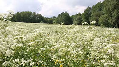 Beautiful field of white flowers