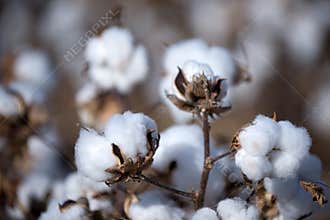 Cotton ball