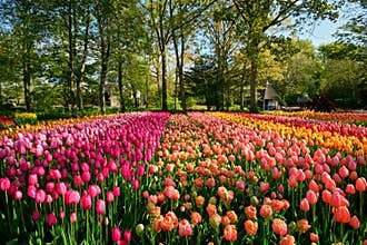 Blooming tulips flowerbed in Keukenhof flower garden, Netherland