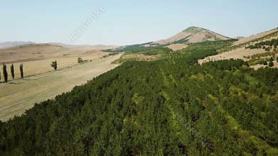 Black pine forest in Macin mountains national park located in northern Dobrogea - Romania