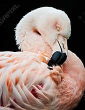 Portrait of a Chilean flamingo
