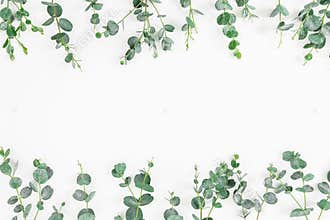 Floral frame of eucalyptus leaves isolated on white background. Flat lay, top view