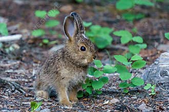 Baby brown hare or bunny on forest floor.