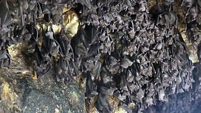 Mouse Bats on the cave arch in Pura Goa Lawah bat cave temple. The temple is built surrounding a limestone cave that
