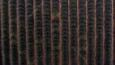 Lavender fields seen from drone
