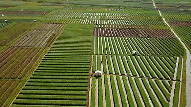 Aerial view of onion farmland and water irrigation