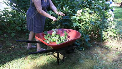 Girl clipping black berry vines into wheel barrel