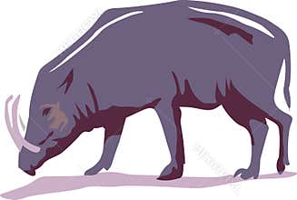 Boar