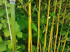 Bamboo growing along a road
