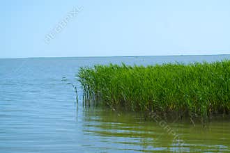 Green reed