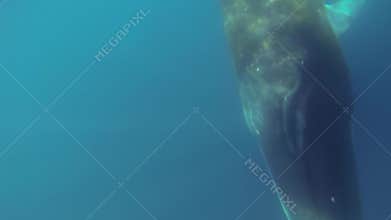 Minke whale swimming underwater
