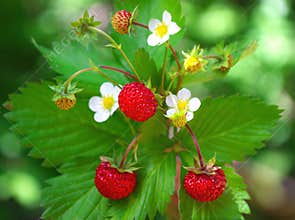 Wild strawberry with berries and flowers