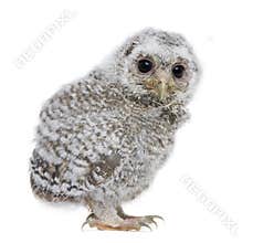 Side view of a owlet - Athene noctua (4 weeks old)