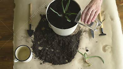 Watering a sprout of aloe vera