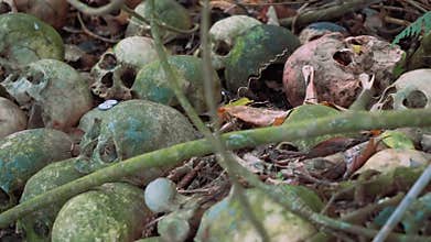 Old mossy human skulls on ground with branches and coins, Trunyan Cemetery