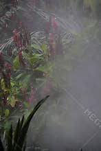 Rainforest atmosphere