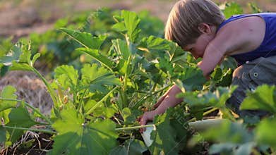Farmer`s child helping harvesting organic vegetable marrow at field of eco farm.