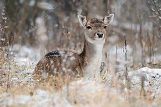 Spotted Graceful Doe, Looking At You. Fallow Deer & x28;Dama Dama& x29; In