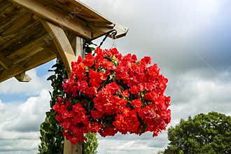 Bright red begonia flowers in a hanging basket.