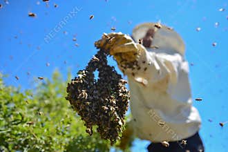 Aggressive bees and the bee colony