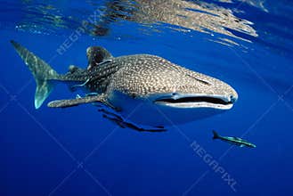 Whale shark